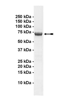 Eurofins DiscoverX LTK Protein, Active 10 &mu;g | Buy Online | Eurofins DiscoverX | Fisher Scientific